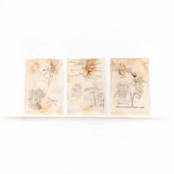Illustrations for the publication…