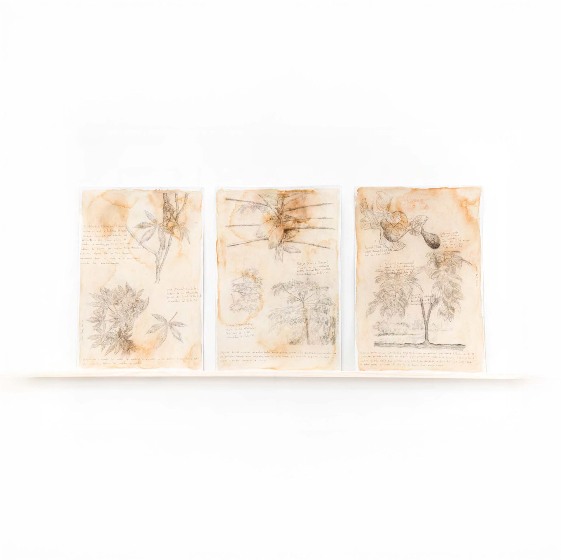 Illustrations for the publication