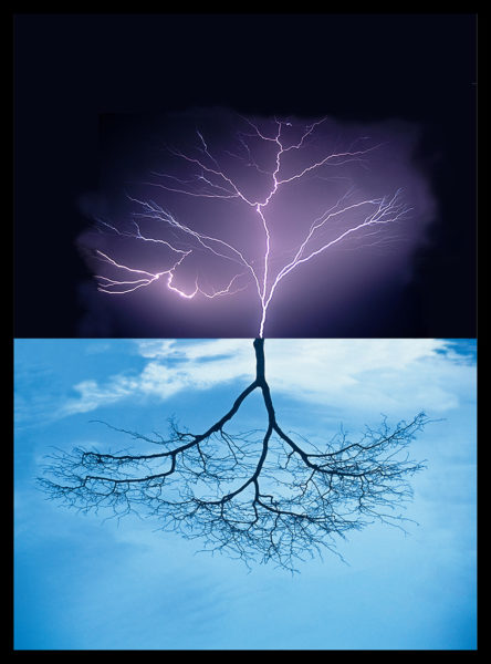 Espejismos. El nacimiento de un árbol
